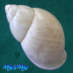 Porphyrobaphe iostoma bilabratus H.A. Pilsbry, 1899 - Imagem 2