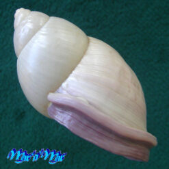 Porphyrobaphe iostoma bilabratus H.A. Pilsbry, 1899 - Imagem 3