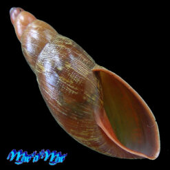 Gonyostomus hybridus (Gould, 1846)