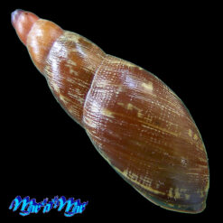 Gonyostomus hybridus (Gould, 1846) - Imagem 2