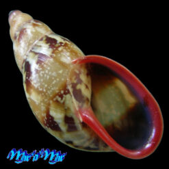 Anthinus multicolor (Rang, 1831)