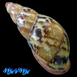 Anthinus multicolor (Rang, 1831) - Imagem 4