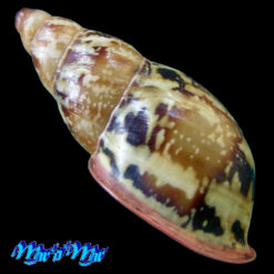 Anthinus multicolor (Rang, 1831) - Imagem 3