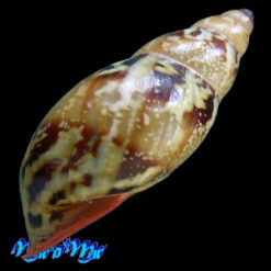 Anthinus multicolor (Rang, 1831) - Imagem 2