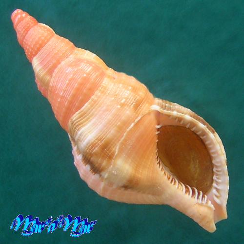 Charonia variegata (Lamarck, 1816)