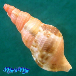 Alternative view of Charonia variegata (Lamarck, 1816)