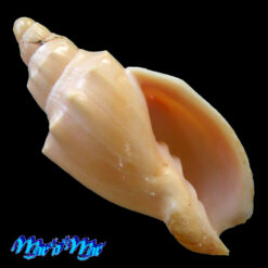 Odontocymbiola americana (Reeve, 1846)