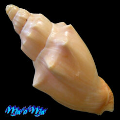 Alternative view of Odontocymbiola americana (Reeve, 1846)