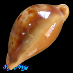 Alternative view of Cypraea (Propustularia) surinamensis ( Perry, 1811)