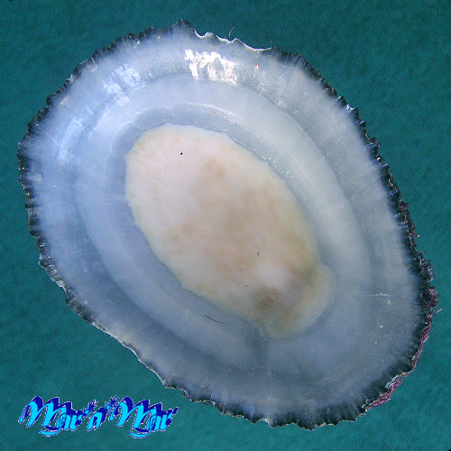 Cymbula safiana (Lamarck, 1816) - Imagem 2