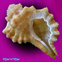 Cymatium gibbosum (Broderip, 1833)