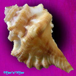 Alternative view of Cymatium gibbosum (Broderip, 1833)