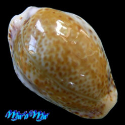 Cypraea (Erosaria) acicularis sanctaahelenae (Gmelin, 1791)