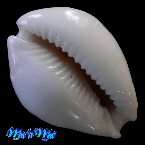 Cypraea (Erosaria) acicularis sanctaahelenae (Gmelin, 1791) - Imagem 4