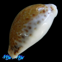 Alternative view of Cypraea (Erosaria) acicularis sanctaahelenae (Gmelin, 1791)