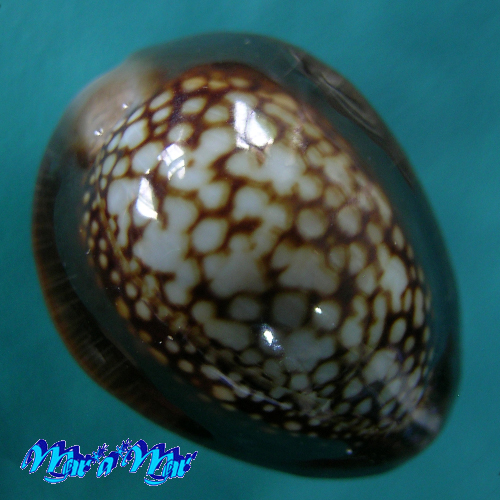 Monetaria caputophidii (F.A.Schilder, 1927)