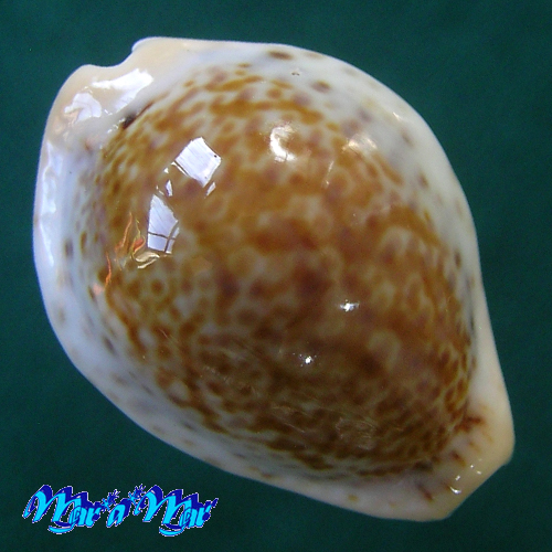 Cypraea (Erosaria) acicularis sanctaahelenae (Gmelin, 1791)