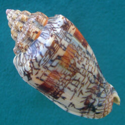 Voluta ebraea Linnaeus, 1758 - Imagem 4