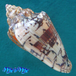 Voluta ebraea Linnaeus, 1758 - Imagem 3