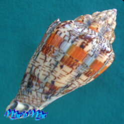 Voluta ebraea Linnaeus, 1758 - Imagem 2
