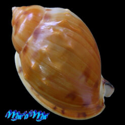 Alternative view of Semicassis labiata iheringi (Carcelles, 1953)