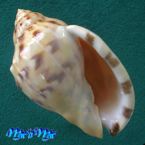 Semicassis labiata iheringi (Carcelles, 1953)