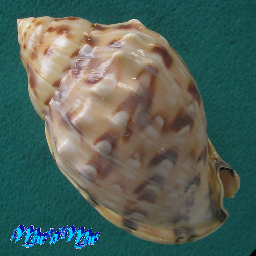 Semicassis labiata iheringi (Carcelles, 1953) - Imagem 4