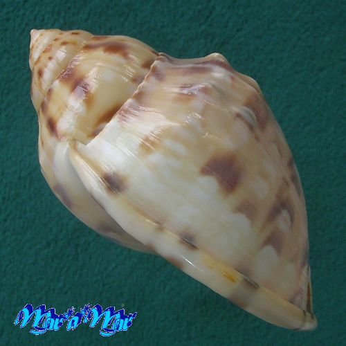 Semicassis labiata iheringi (Carcelles, 1953) - Imagem 3