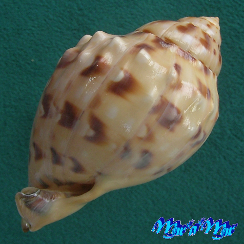 Semicassis labiata iheringi (Carcelles, 1953) - Imagem 2