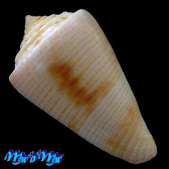 Alternative view of Conus ericmonnieri Petuch Myers, 2014