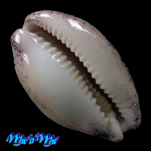 Cypraea (Luria) cinerea brasiliensis L. H., 1993 - Imagem 2