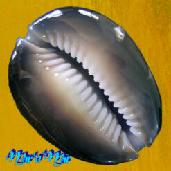 Alternative view of Monetaria caputophidii (F.A.Schilder, 1927)