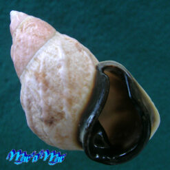 Auris bilabiata melanostoma (Moricand, 1836)