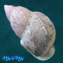 Auris bilabiata melanostoma (Moricand, 1836) - Imagem 2