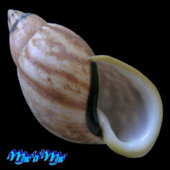 Auris ilheocola (Moricand, 1836)