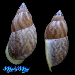 Auris ilheocola (Moricand, 1836) - Imagem 2