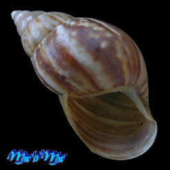 Lissachatina fulica (Bowdich, 1822) SINISTRAL FORM