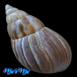 Lissachatina fulica (Bowdich, 1822) SINISTRAL FORM - Imagem 2