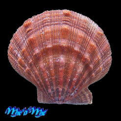 Nodipecten nodosus (Linnaeus, 1758)