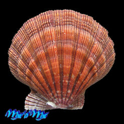 Alternative view of Nodipecten nodosus (Linnaeus, 1758)