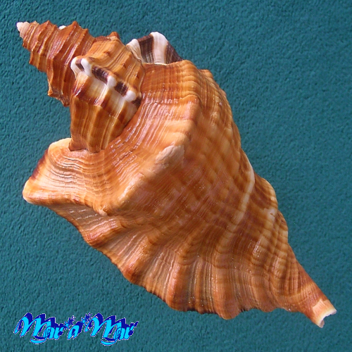 Cymatium raderi D´Attilio Meyers, 1984 - Imagem 3