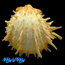 Spondylus americanus Hermann, 1781