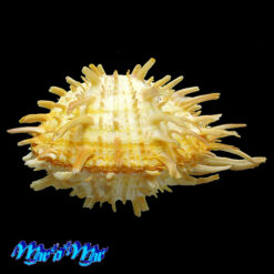 Alternative view of Spondylus americanus Hermann, 1781