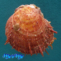 Spondylus ictericus Reeve, 1856