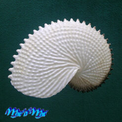 Argonauta nodosa Lightfoot,1786 - Imagem 3