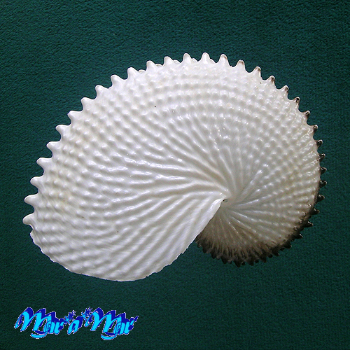 Argonauta nodosa Lightfoot,1786 - Imagem 3