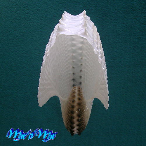 Argonauta nodosa Lightfoot,1786 - Imagem 2