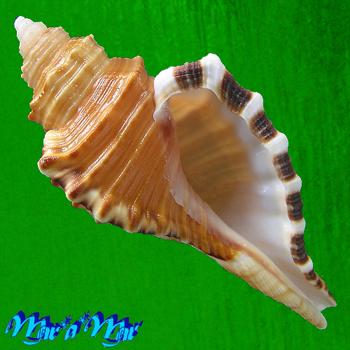 Cymatium raderi D´Attilio Meyers, 1984