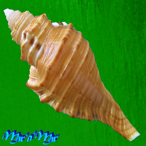 Cymatium raderi D´Attilio Meyers, 1984 - Imagem 2