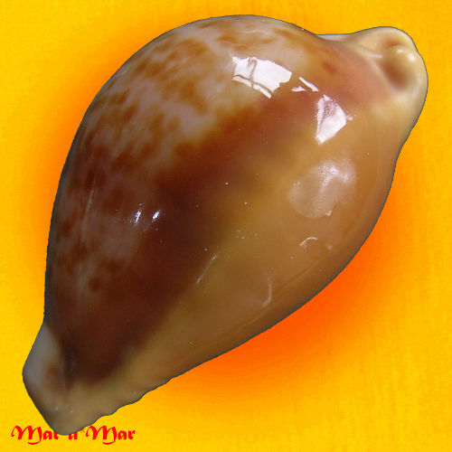 Cypraea (Propustularia) surinamensis ( Perry, 1811) - Imagem 3